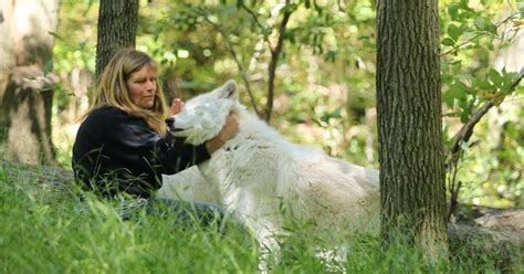 Lakota wolf preserve - Visiting the Lakota Wolf Preserve is a must-do in New Jersey! See Grey Wolves, Red Foxes and more through this educational Wildlife Refugee! …